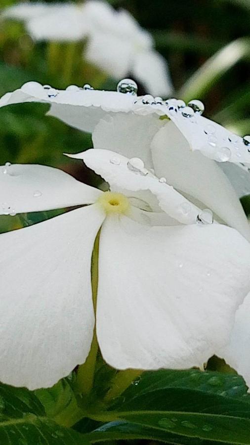 Ti Coin De Paradis Ylang Ylang Ле-Диаман Экстерьер фото