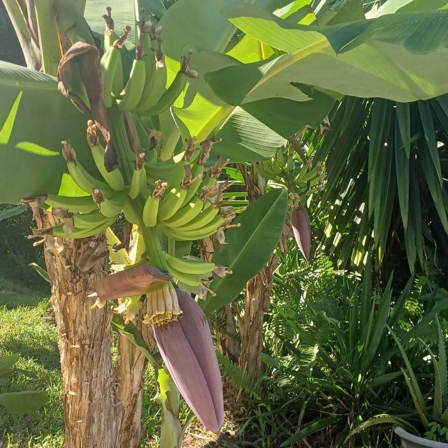 Ti Coin De Paradis Ylang Ylang Ле-Диаман Экстерьер фото